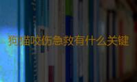 狗猫咬伤急救有什么关键点