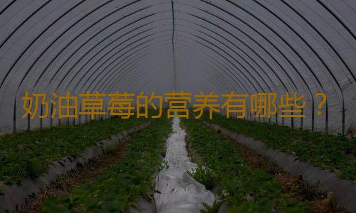 奶油草莓的营养有哪些？