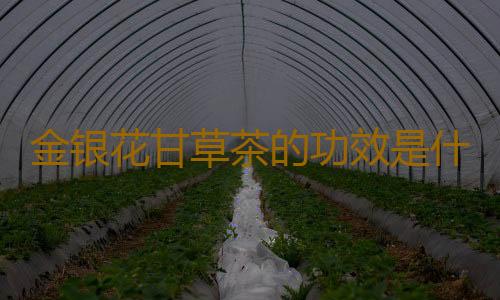 金银花甘草茶的功效是什么？